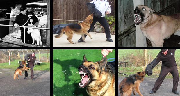 Protection/Search Dogs